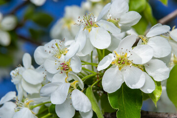 Fresh beautiful flowers of the apple tree blooming in the spring