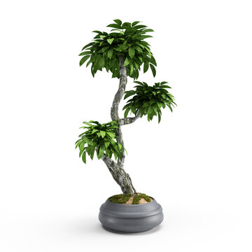 3d render green tree in a pot with three crons exotic