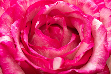 Closeup of a pink rose bud. Background opened rosebud. Rose bud with pink petals. Extreme close-up of a rose flower. Abstract beautiful bright floral background