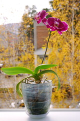 Blooming pink orchid on the windowsill and yellow trees in autumn on the background