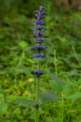 A closeup shot of blue flowers of Ajuga reptans Atropurpurea in spring