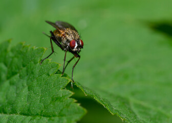 A close-up view of a fly sitting on a tree leaf