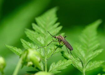 A close-up view of a mosquito sitting on a shrub leaf in the forest