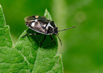 A close-up view of a black forest bug on a tree leaf in the forest