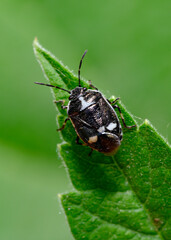 A close-up view of a black forest bug on a tree leaf in the forest