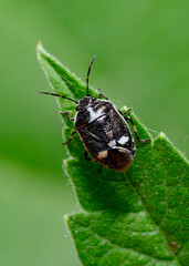 Naklejka premium A close-up view of a black forest bug on a tree leaf in the forest
