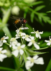 A close-up view of a fly collecting pollen from forest flowers
