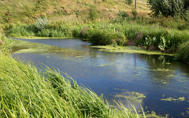 Lake shore, water surface of calm wate