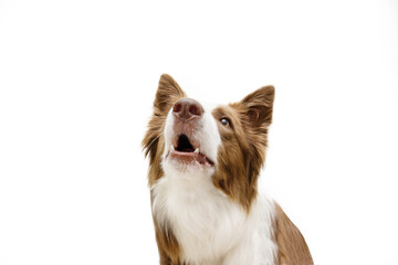 Anger and disliked Boder collie dog barking. Isolated on white background