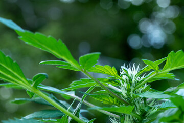 Cannabis flowering in summer light with copy space
