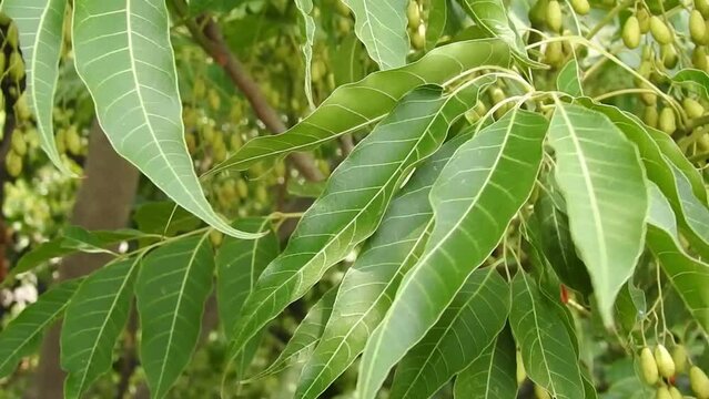Indian lilac leaves. Azadirachta indica, commonly known as neem, nimtree or Indian lilac,is a tree in the mahogany family Meliaceae.