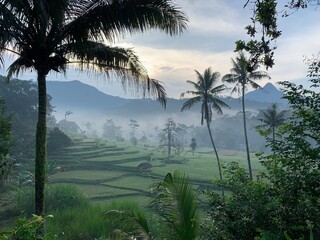Obraz premium aerial view foggy rice field in the morning