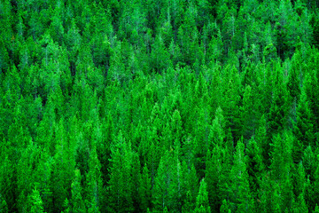 Pine Forest Lush Green Environment Wilderness