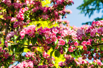 Fototapeta premium Concept of spring, pink apple blossom in the garden.