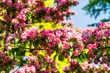 Concept of spring, pink apple blossom in the garden.