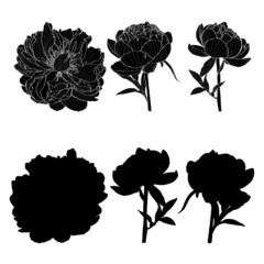 Hand-drawing ink peonies. Graphic flowers on white background. Collection contour buds, leaves peonies.