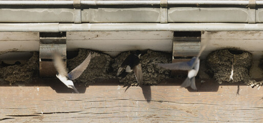 Nids d'hirondelles sous le bord d'une toiture © hcast