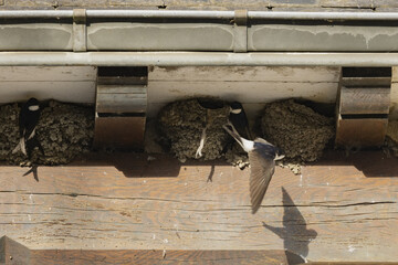 Nids d'hirondelles sous le bord d'une toiture © hcast