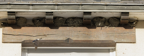 Nids d'hirondelles sous le bord d'une toiture © hcast