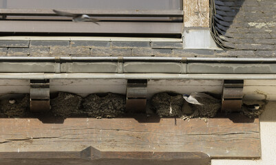 Nids d'hirondelles sous le bord d'une toiture © hcast