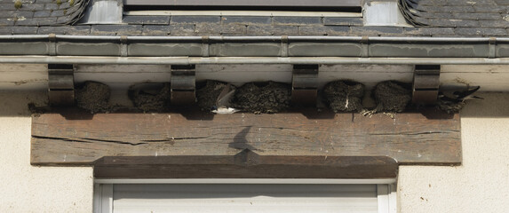 Nids d'hirondelles sous le bord d'une toiture © hcast