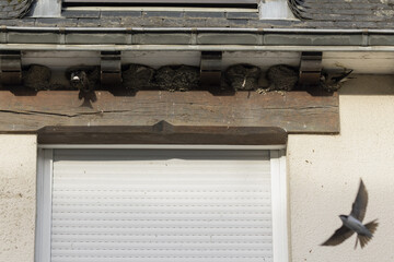 Nids d'hirondelles sous le bord d'une toiture © hcast