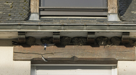 Nids d'hirondelles sous le bord d'une toiture © hcast