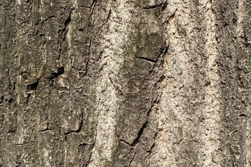 bark of a poplar tree