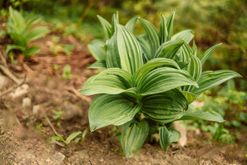 Young green leaves of wild lilies of the valley.