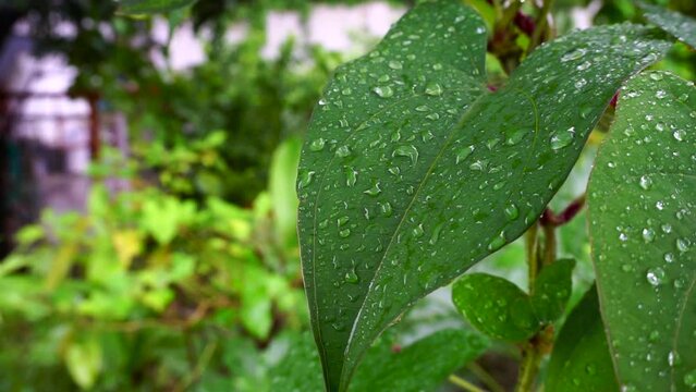 A close up shot of Dioscorea batatas (Igname de Chine) leaves and vine. Horticultural climbing plants in an Indian garden.