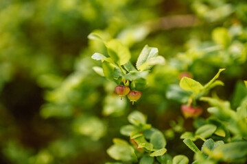 Wild blueberry bush in sunlight at forest