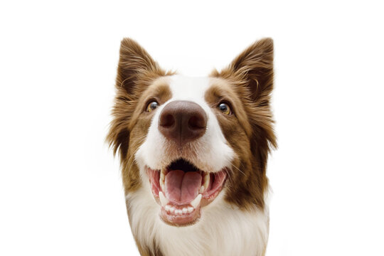 Close-up happy border collie dog with smiling expression. Isolated on white background