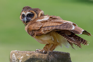 Brown Tree Owl