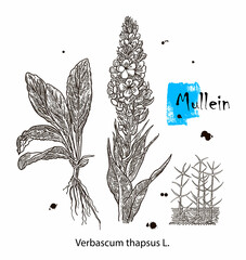 Mullein, vintage engraved illustration. More realistic botanical illustration. Image for your design.