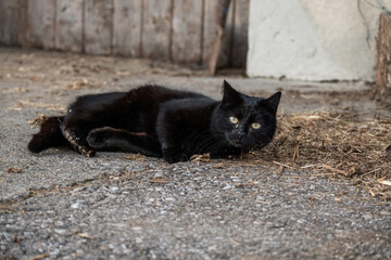 black cat lies on the street