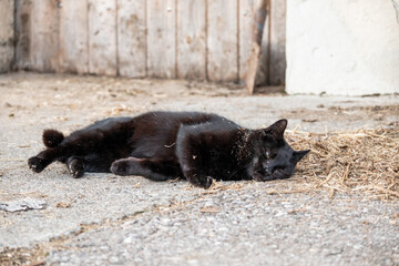 black cat rolls on the street