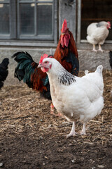 the rooster in the basket