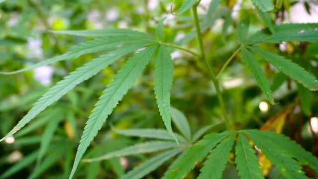 A close up shot of cannabis leaves and bud in Uttarakhand state of India.