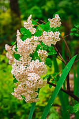 white small flowers with a yellow center.