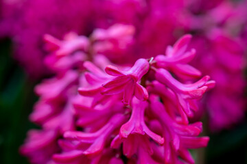 pink Hyacinths in the netherlends