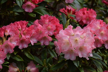 Irland_Rhododendren