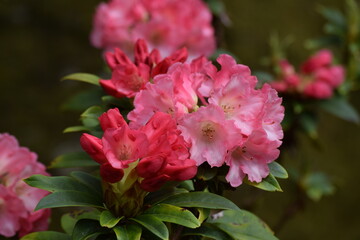 Irland_Rhododendren