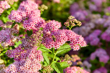 Pink and purple wildflowers Spiraea japonica meadowsweet in warm sunrise light, macro photo, selective focus on bee and flowers