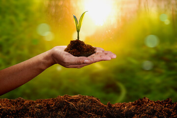 Human hand holding young plant with soil on nature background, environment concept	