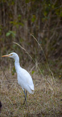 Obraz premium great white heron