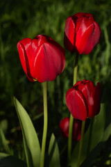 Red tulips in a shaded garden