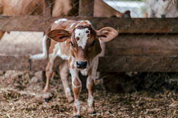 brown calf in the middle of a stable looking at the camera © Cavan
