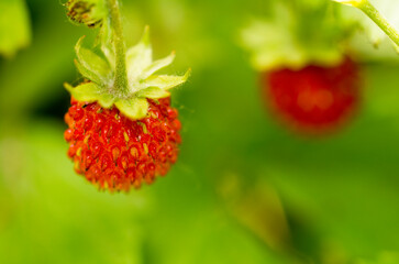 wild strawberrys with forest bacground