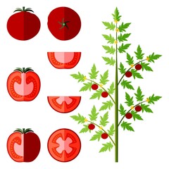 Set of whole, half, quarter, wedges, and slices of tomatoes. Globe tomato. Fresh vegetables. Flat style. Vector illustration isolated on white background
