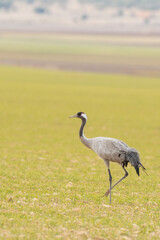 A flock of eurasian crane (Grus grus) in winter in Gallocanta